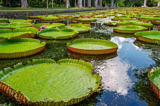 Spectacular view of giant Victoria water lilies covering the tranquil pond in the lush botanical garden under a blue sky