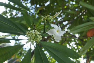 white flowers growing on trees in a green garden background, the flower petals look fresh and beautiful showing the natural open environment
