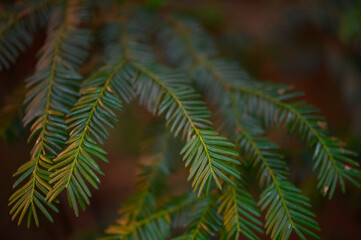 Close up of evergreen yew branch