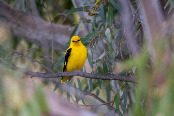 Fototapeta premium Eurasian Golden Oriole (Oriolus oriolus) Perched on Branch in Natural Habitat
