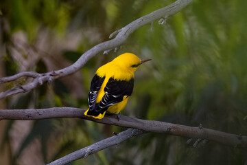 Naklejka premium Eurasian Golden Oriole (Oriolus oriolus) Perched on Branch in Natural Habitat