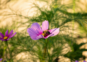 Fototapeta premium Bumble bee with pink cosmos in the garden in the peak of the summer.