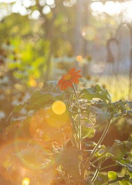 Tithonia Mexican Sunflower shining in a golden sunset in the summer in a garden.