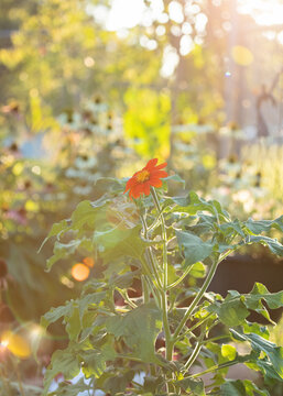 Tithonia Mexican Sunflower shining in a golden sunset in the summer in a garden.