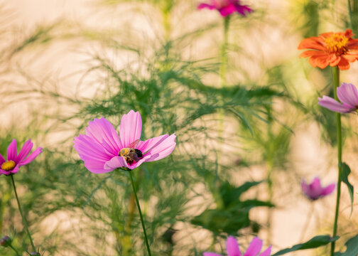 Bumble bee with pink cosmos in the garden in the peak of the summer.