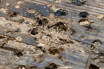Close up photo of an old wooden board with holes in it