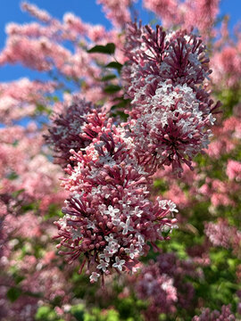 Lilac Syringa pubescens patula Miss Kim.