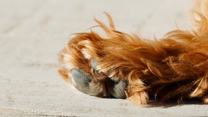 Detailed View of Dog Paw Pads, Close-Up of Paw Only for Pet Health