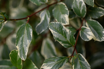Variegated ficus close up on green background