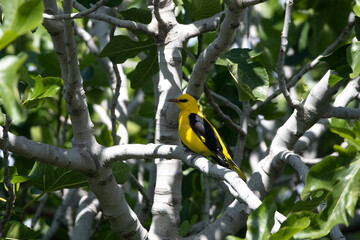 Fototapeta premium Eurasian Golden Oriole (Oriolus oriolus) Perched on Branch in Natural Habitat