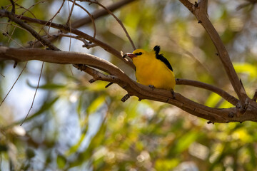 Obraz premium Eurasian Golden Oriole (Oriolus oriolus) Perched on Branch in Natural Habitat