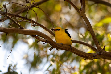 Obraz premium Eurasian Golden Oriole (Oriolus oriolus) Perched on Branch in Natural Habitat