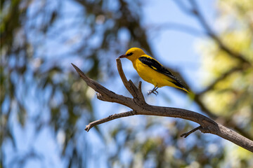 Eurasian Golden Oriole (Oriolus oriolus) Perched on Branch in Natural Habitat