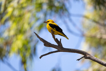 Eurasian Golden Oriole (Oriolus oriolus) Perched on Branch in Natural Habitat