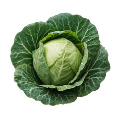 Fototapeta premium Fresh Green Cabbage With Vibrant Leaves on White Background for Healthy Cooking
