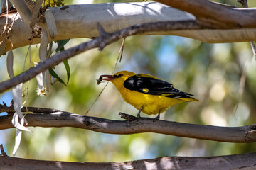 Eurasian Golden Oriole (Oriolus oriolus) Perched on Branch in Natural Habitat