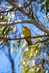 Eurasian Golden Oriole (Oriolus oriolus) Perched on Branch in Natural Habitat