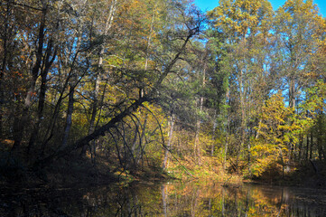 Panorama of autumn trees near the lake. Blue sky. HDR photo style.