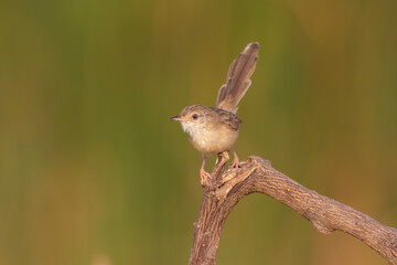 Graceful Prinia Prinia gracilis perched on reed in natural habitat