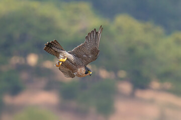 Peregrine Falcon Falco peregrinus perched on rock in natural habitat