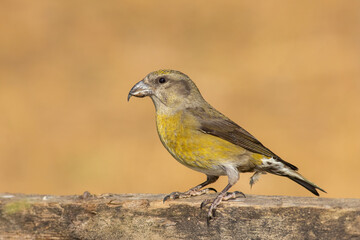Red Crossbill Loxia curvirostra perched on a pine branch in natural habitat