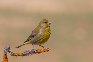 European Greenfinch Chloris chloris perched on a branch in natural habitat