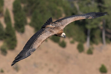 Griffon Vulture Gyps fulvus soaring high in the sky with wide wings
