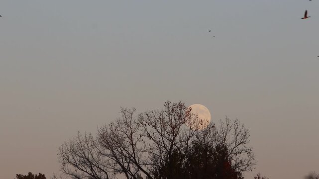 Dozens of geese flying over trees with a full moon in the sky behind the trees during the fall season.