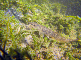 bermpje (Barbatula barbatula)