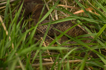 adder (Vipera berus)