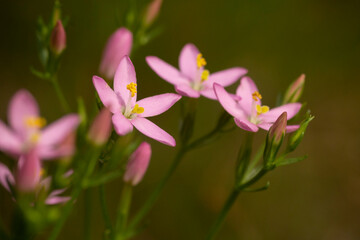 Echt duizendguldenkruid (Centaurium erythraea) © PI3t