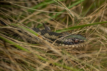 adder (Vipera berus)