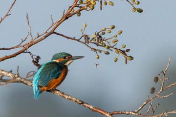 ijsvogel (Alcedo atthis)