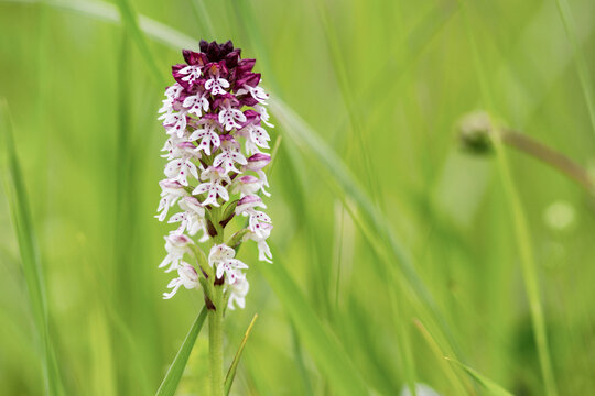 single burnt orchid (Neotinea ustulata) flower in France