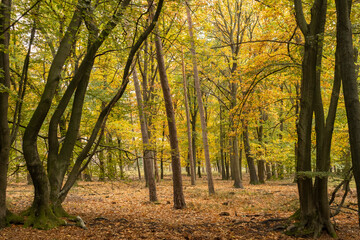 Fototapeta premium herfstbos Leuvenum