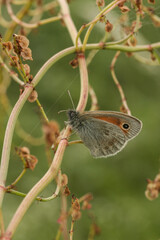 hooibeestje (Coenonympha pamphilus)