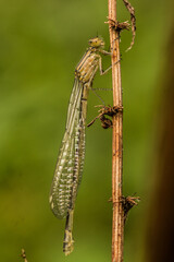 watersnuffel (Enallagma cyathigerum) wit
