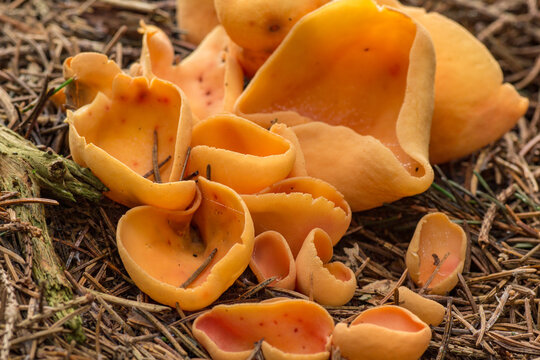 gewoon varkensoor (Otidea onotica
