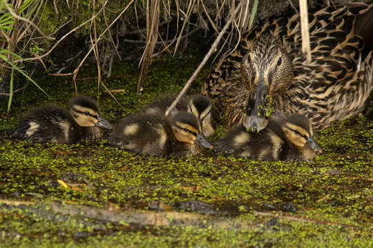 kuikens wilde eend (Anas platyrhynchos