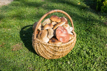 Basket full of Boletus mushrooms