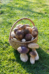 Basket full of Boletus mushrooms
