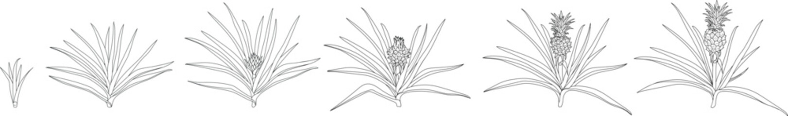 Fototapeta premium Coloring page with pineapple life cycle isolated on white background. Pineapple plant (Ananas comosus) growth stages from young plant to mature fruiting plant with ripe pineapple fruit