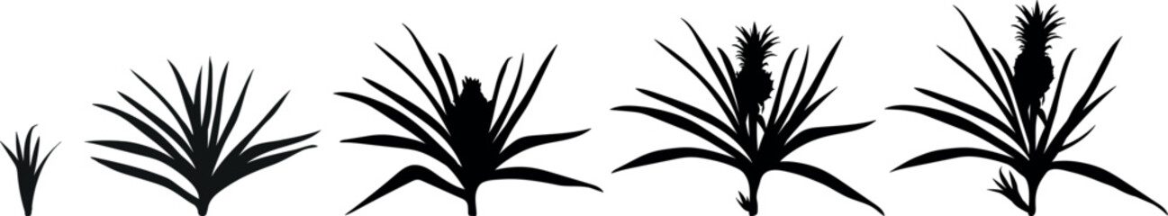 Fototapeta premium Black silhouette of pineapple life cycle isolated on white background. Pineapple plant (Ananas comosus) growth stages from young plant to mature fruiting plant with ripe pineapple fruit
