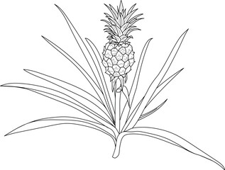 Fototapeta premium Coloring page with pineapple plant (Ananas comosus) with ripe pineapple fruit and leaves isolated on white background