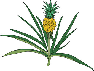 Fototapeta premium Pineapple plant (Ananas comosus) with ripe pineapple fruit and green leaves isolated on white background