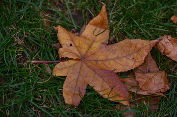 Autumn leaves on green lawn close up