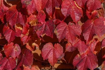 Flaming Red Virginia Creeper Leaves as Building Fall Backdrop