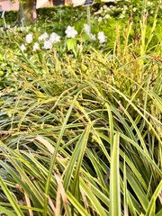 Carex morrowii Variegata.ornamental plant with brown,green paniculate inflorescences and variegated green,white leaves in spring garden.Alpine plants for rockeries and rock gardens.Floral background