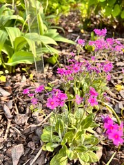 Primula farinosa with purple flowers in a spring garden.Early blooming plants.decorative flower for landscape design.Floral background