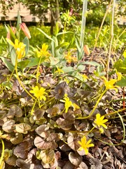 Blooming Ranunculus ficaria Brazen Hussy with dark foliage and yellow flowers.A perennial herbaceous groundcover plant. early bloomer in the spring garden.Floral background